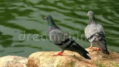 一对鸽子在池塘附近的岩石上咕咕叫。 高清高清